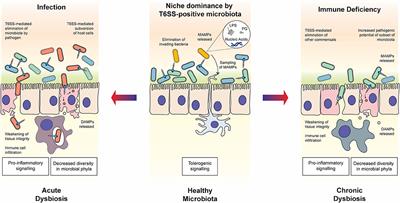 From Welfare to Warfare: The Arbitration of Host-Microbiota Interplay by the Type VI Secretion System